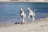 WHIPPET 218